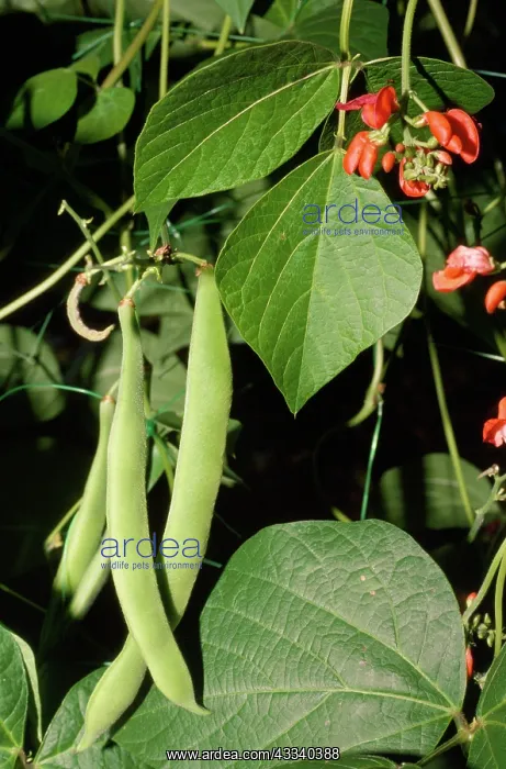  : RUNNER BEANS - showing leaf and flower parts