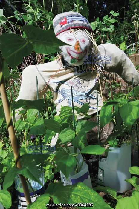 : Runnerbean : Runnerbean