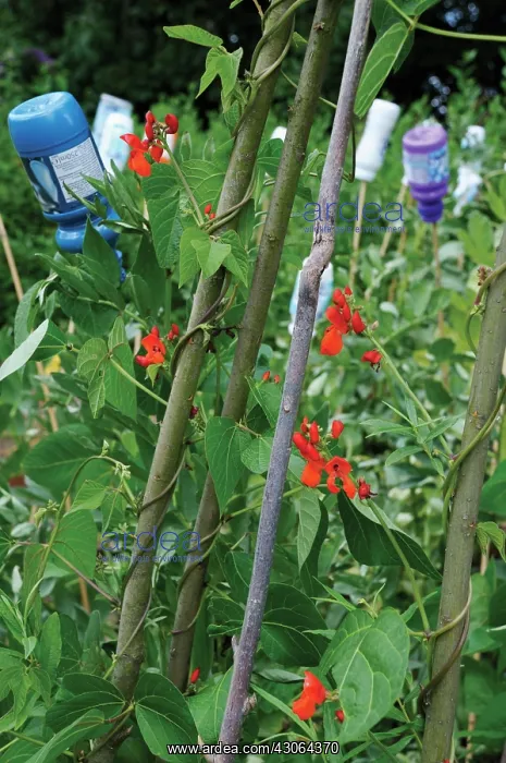 : Runnerbean : Runnerbean