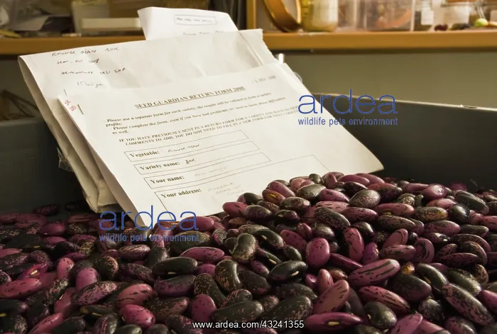: Runnerbean : Runnerbean