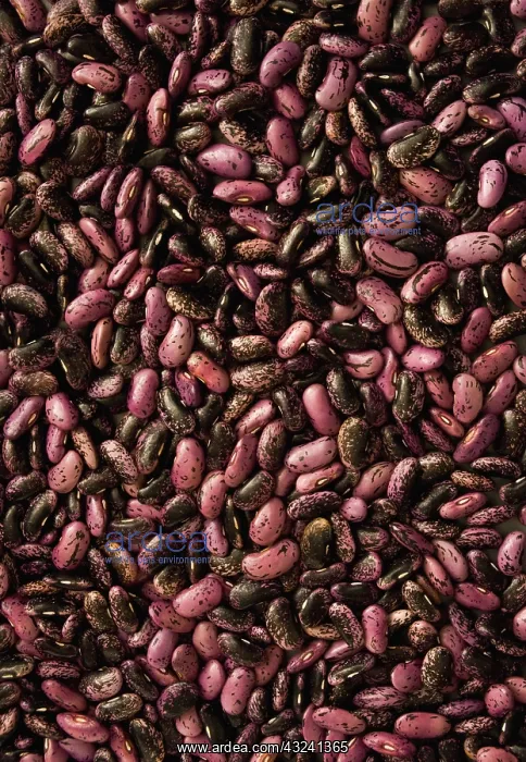 : Runnerbean : Runnerbean
