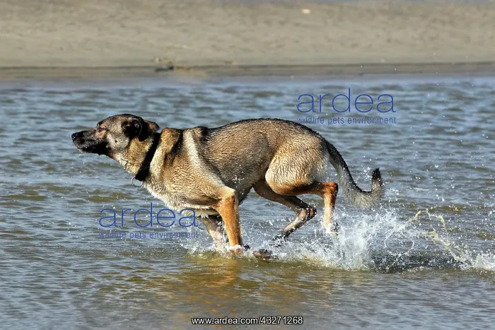 : Running dog half-breed (Canis lupus familiaris) : Running dog half-breed (Canis lupus familiaris)