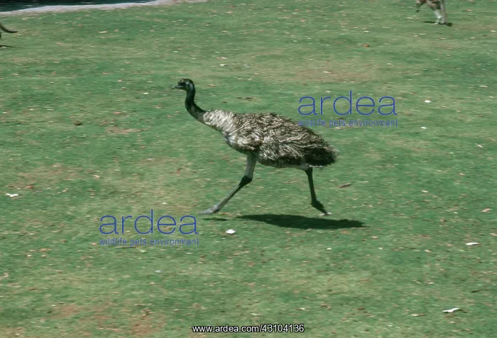 : Running Emu : Running Emu