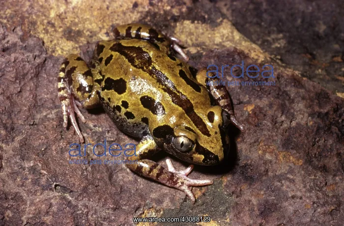 : Running Frog : Running Frog