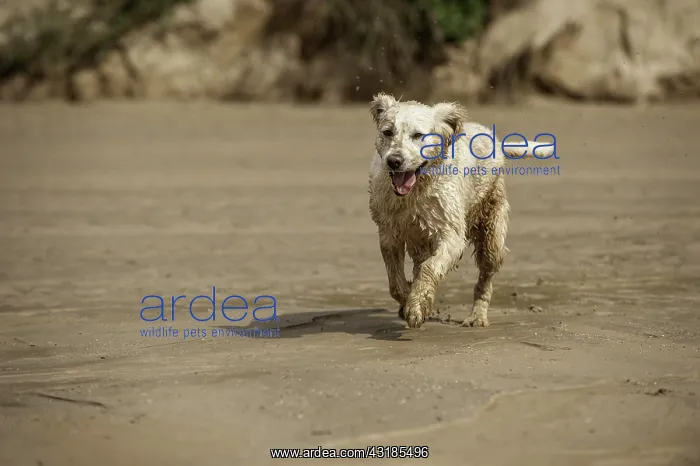 : Running Golden Retriever : Running Golden Retriever