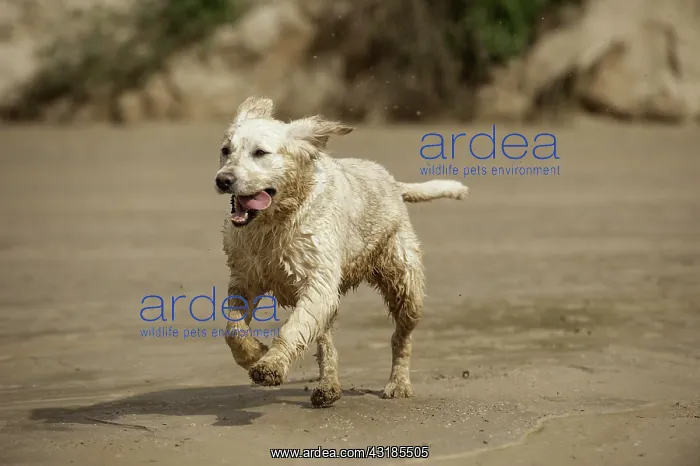  : Running Golden Retriever
