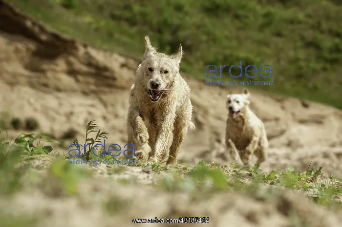 : Two running Golden Retrievers : Two running Golden Retrievers