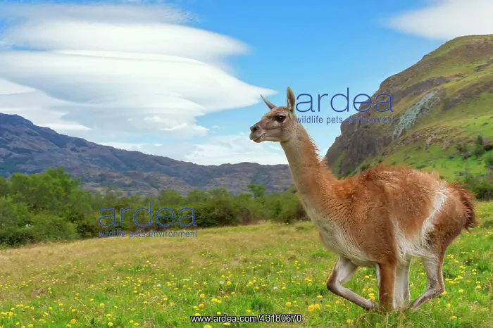 : Running Guanaco (Lama guanicoe), Patagonia National : Running Guanaco (Lama guanicoe), Patagonia National