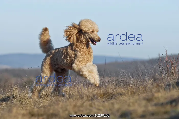  : Running large apricot poodle, giant poodle