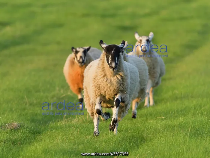  : Running sheep - Norfolk UK