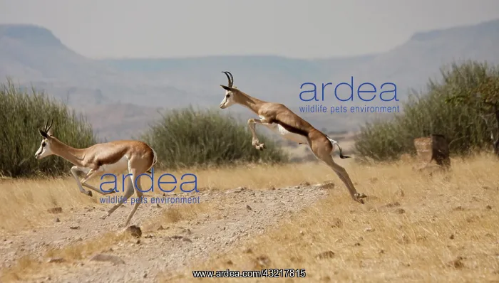 : Running springboks in mid-jump, Palmwag : Running springboks in mid-jump, Palmwag