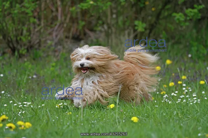 : Running Tibetan Terrier, Germany, Europe spielende : Running Tibetan Terrier, Germany, Europe spielende