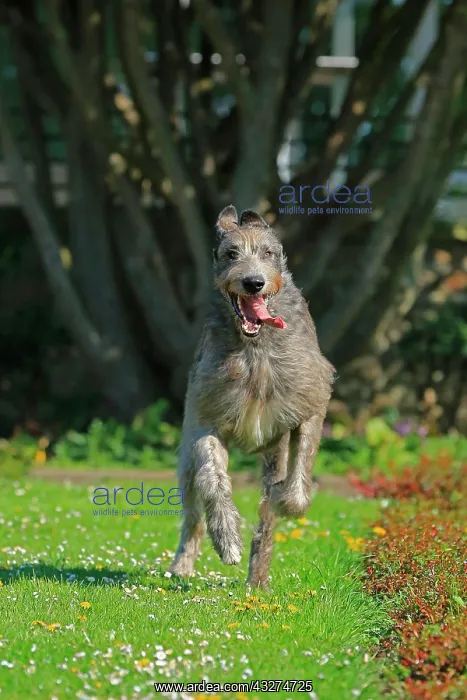 : Running Wolfhound, Rose Garden, Westfalenhalle : Running Wolfhound, Rose Garden, Westfalenhalle
