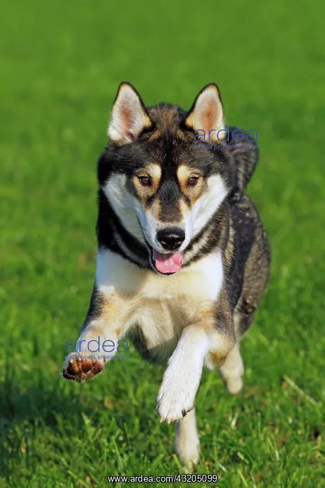 : Running young Siberian Husky dog (Canis lupus familiaris) : Running young Siberian Husky dog (Canis lupus familiaris)