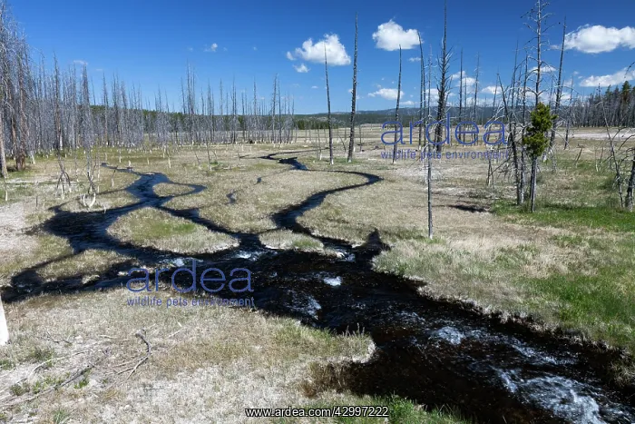 : Runoff Water - from hot springs and dead trees Midway : Runoff Water - from hot springs and dead trees Midway
