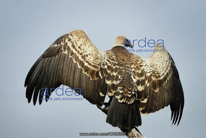 : Rupell's Griffon Vulture : Rupell's Griffon Vulture