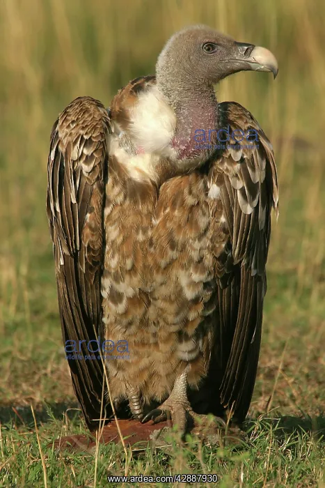 : RuppellIs Griffon Vulture : RuppellIs Griffon Vulture