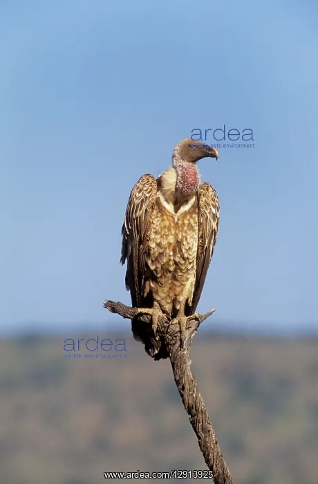 : RUPPELLIS GRIFFON VULTURE : RUPPELLIS GRIFFON VULTURE
