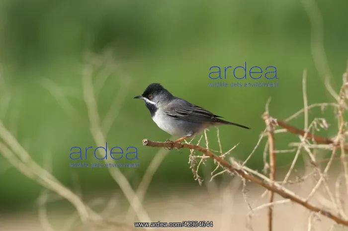 : RuppellIs Warbler - male on branch : RuppellIs Warbler - male on branch