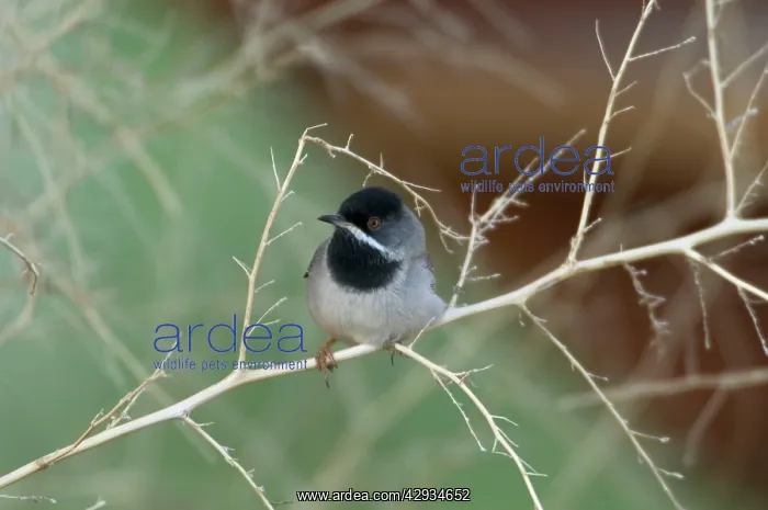 : RuppellIs Warbler - male on branch : RuppellIs Warbler - male on branch