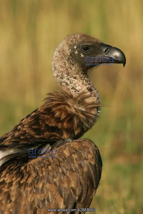 : Ruppell's Griffon Vulture : Ruppell's Griffon Vulture