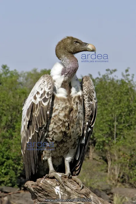 : Ruppell's Griffon Vulture : Ruppell's Griffon Vulture