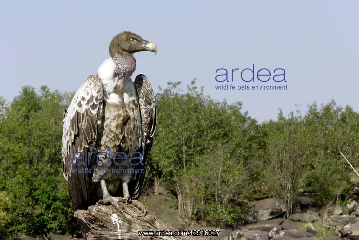 : Ruppell's Griffon Vulture : Ruppell's Griffon Vulture