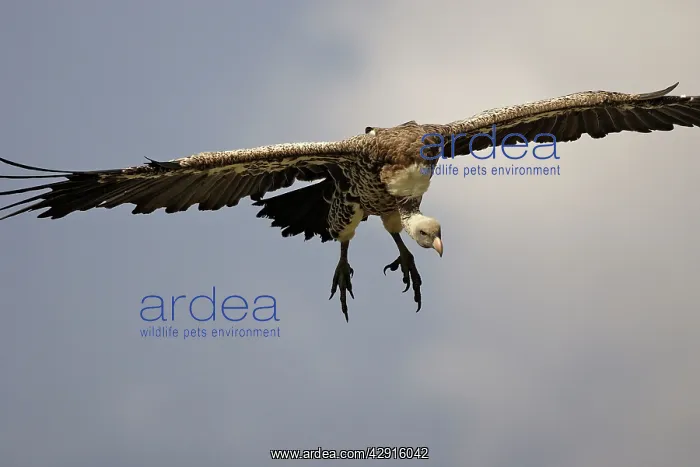 : Ruppell's Griffon Vulture : Ruppell's Griffon Vulture