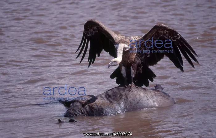  : Ruppell's Griffon Vulture