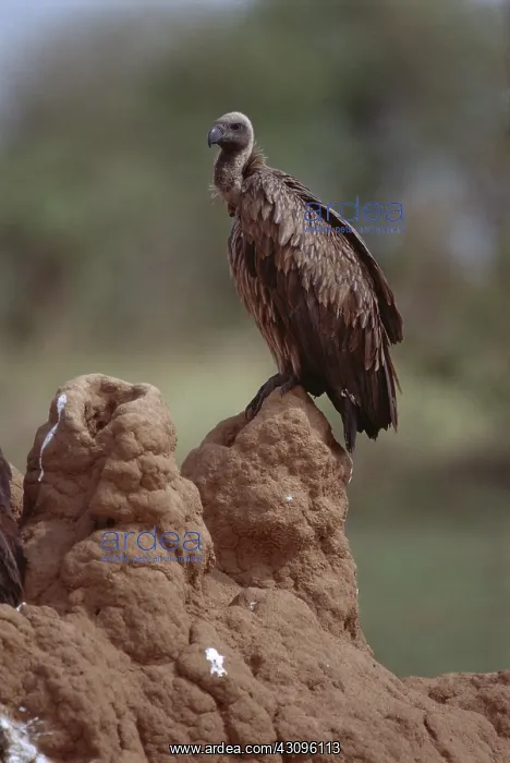 : Ruppell's Griffon Vulture : Ruppell's Griffon Vulture
