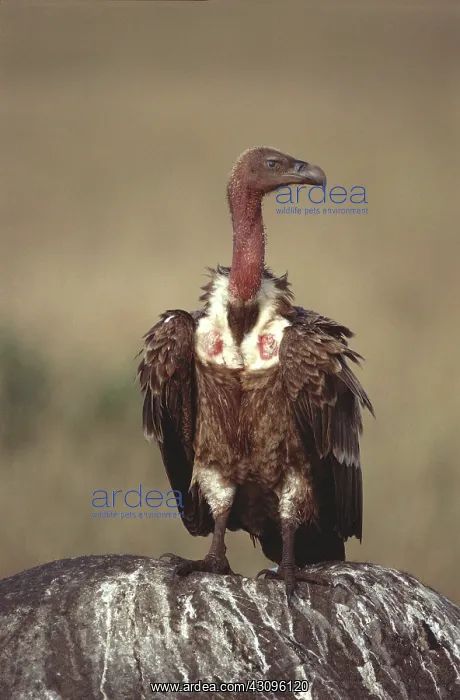 : Ruppell's Griffon Vulture : Ruppell's Griffon Vulture