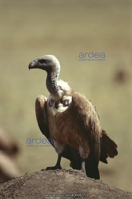 : Ruppell's Griffon Vulture : Ruppell's Griffon Vulture