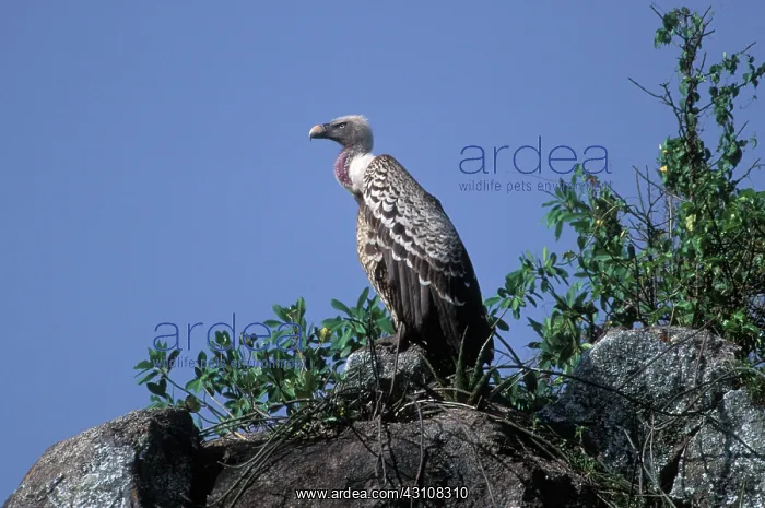 : Ruppell's Griffon Vulture : Ruppell's Griffon Vulture