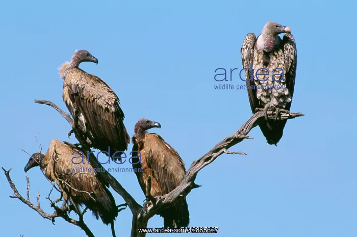  : Ruppell's Griffon Vulture - and African White-backed