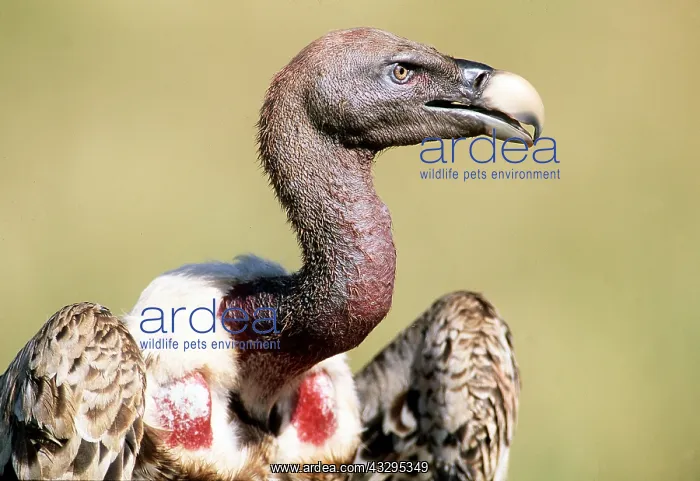  : RUPPELL'S GRIFFON VULTURE - close-up of head