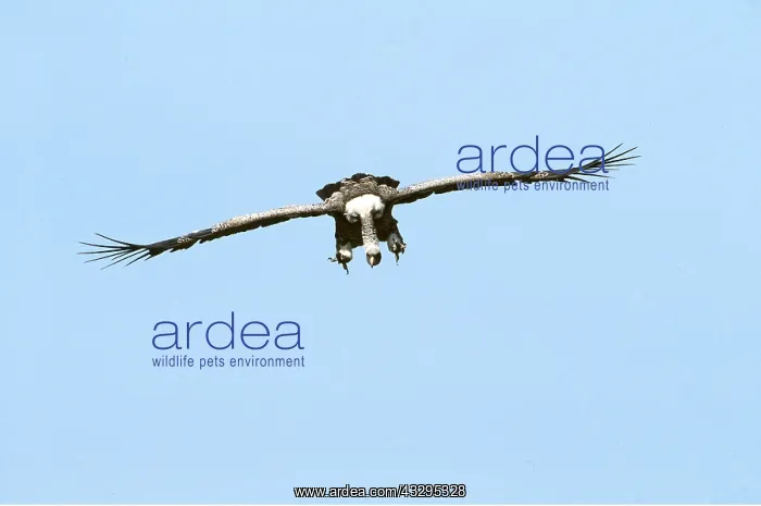  : RUPPELL'S GRIFFON VULTURE - in flight
