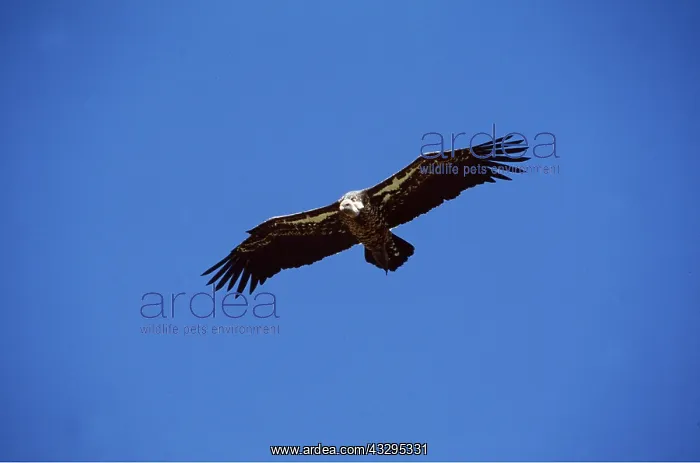  : RUPPELL'S GRIFFON VULTURE - in flight