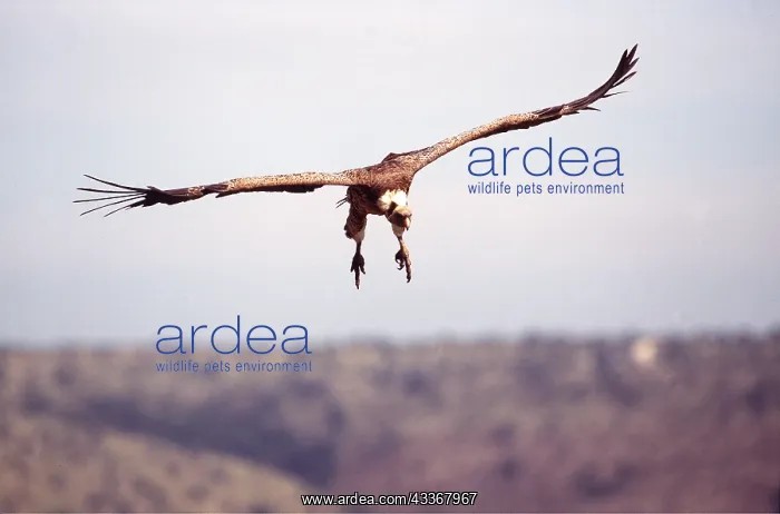 : RUPPELL'S GRIFFON VULTURE - In flight : RUPPELL'S GRIFFON VULTURE - In flight