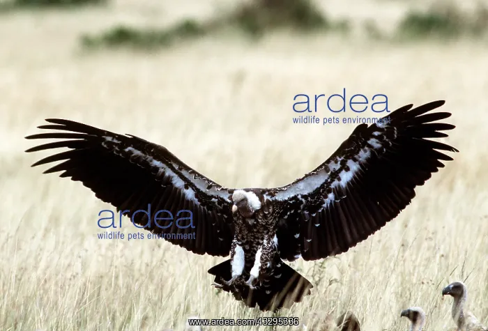  : RUPPELL'S GRIFFON VULTURE - in flight, landing