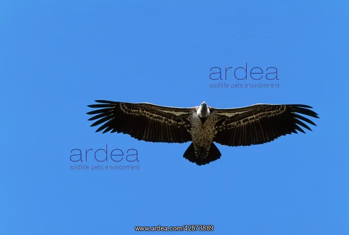  : Ruppell's Griffon Vulture - Soaring