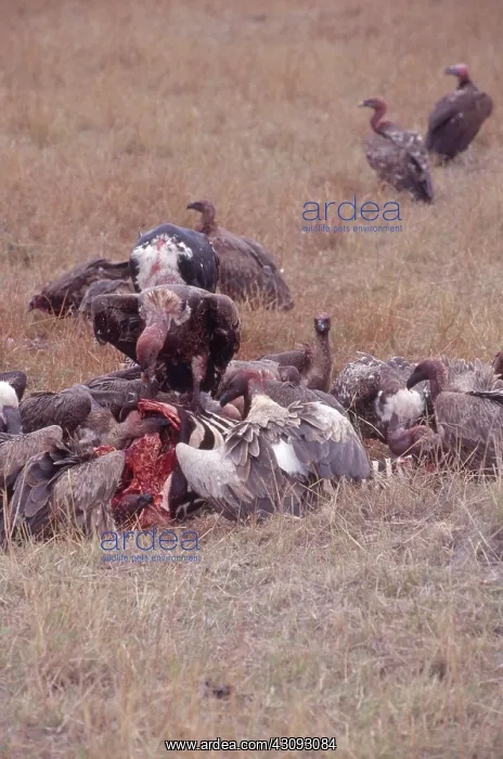 : Ruppell's Griffon Vultures : Ruppell's Griffon Vultures