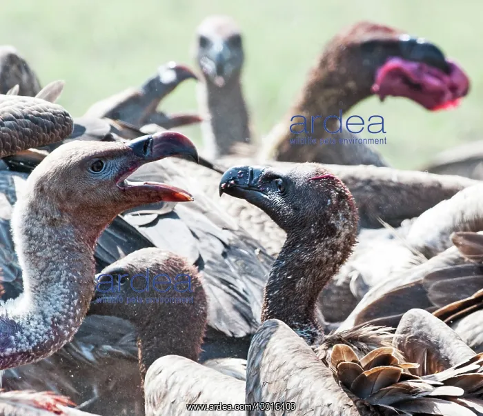 : Ruppell's Griffon Vultures feeding : Ruppell's Griffon Vultures feeding