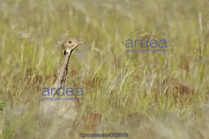 : Ruppell's Korhaan / Bustard - female : Ruppell's Korhaan / Bustard - female