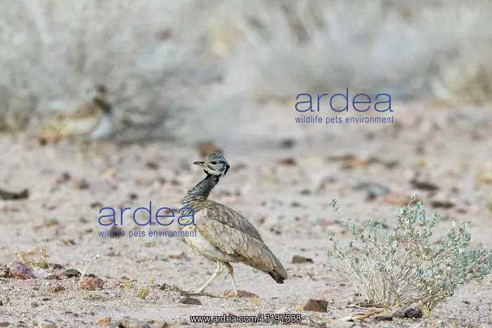 : Ruppells Korhaan (Eupodotis rueppellii). Male. Damaraland : Ruppells Korhaan (Eupodotis rueppellii). Male. Damaraland