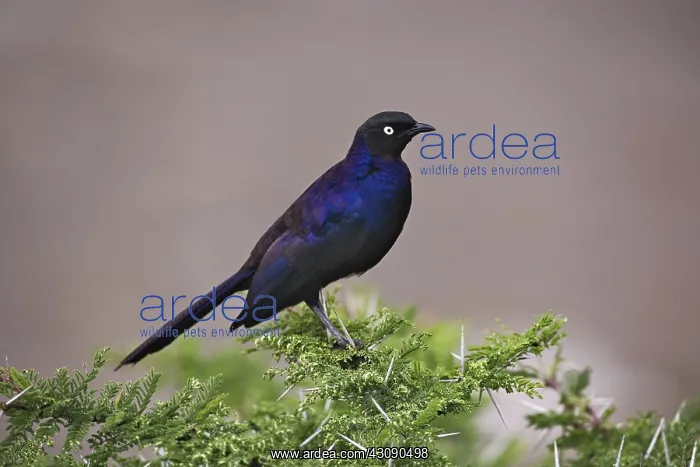 : Ruppell's Long-tailed Starling : Ruppell's Long-tailed Starling