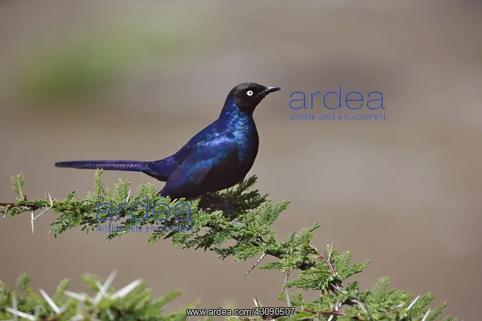 : Ruppell's Long-tailed Starling : Ruppell's Long-tailed Starling
