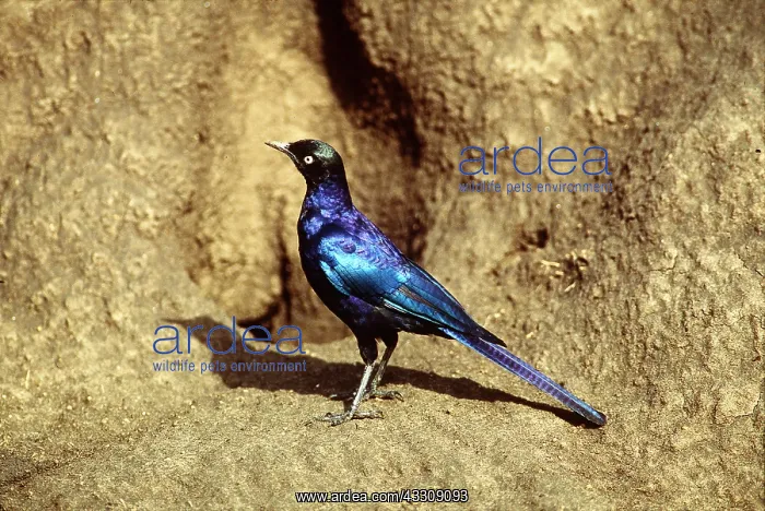  : RUPPELL'S LONG TAILED STARLING - Looking for termites