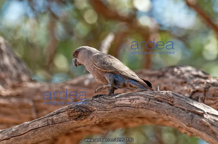 : Ruppell's parrot - standing on thick branch : Ruppell's parrot - standing on thick branch