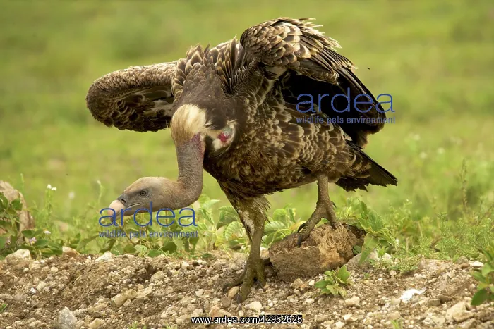 : Ruppell's Vulture : Ruppell's Vulture