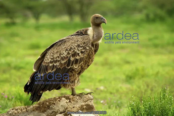 : Ruppell's Vulture : Ruppell's Vulture
